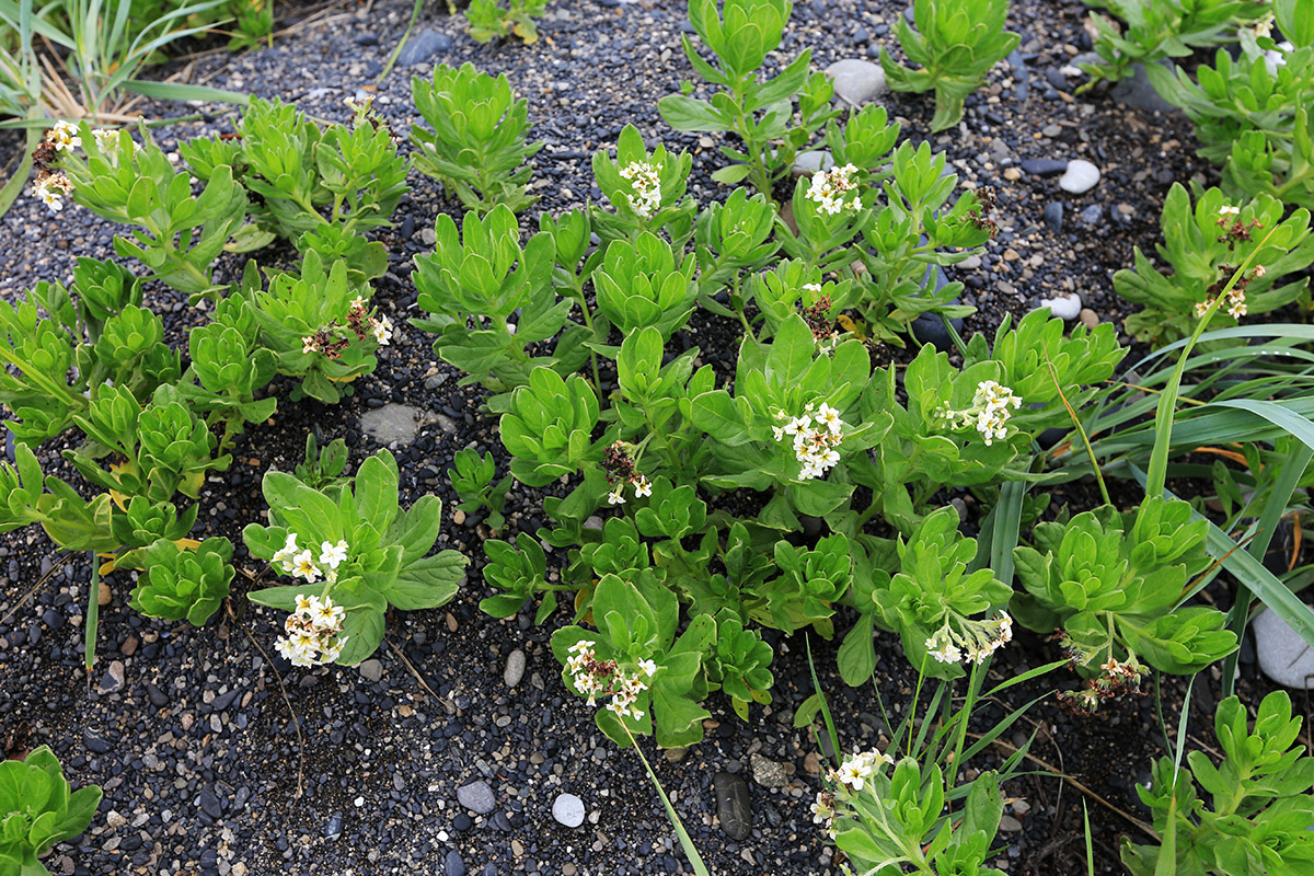 Image of Argusia sibirica specimen.