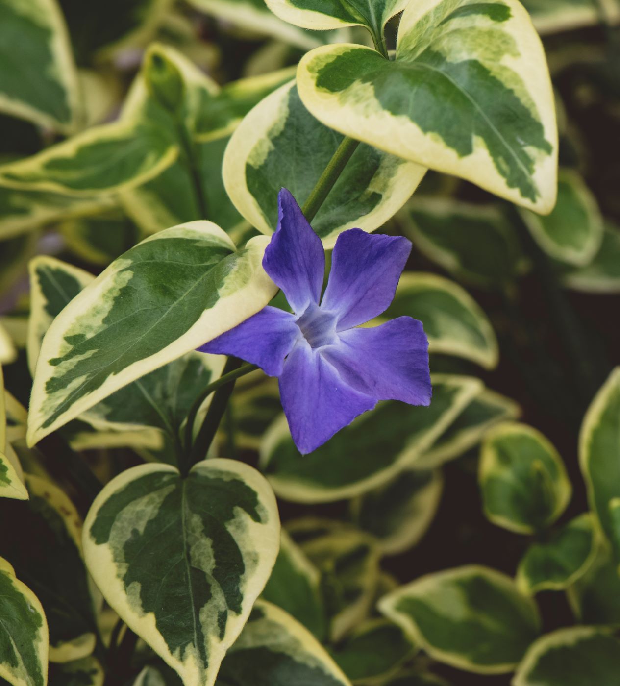 Image of genus Vinca specimen.