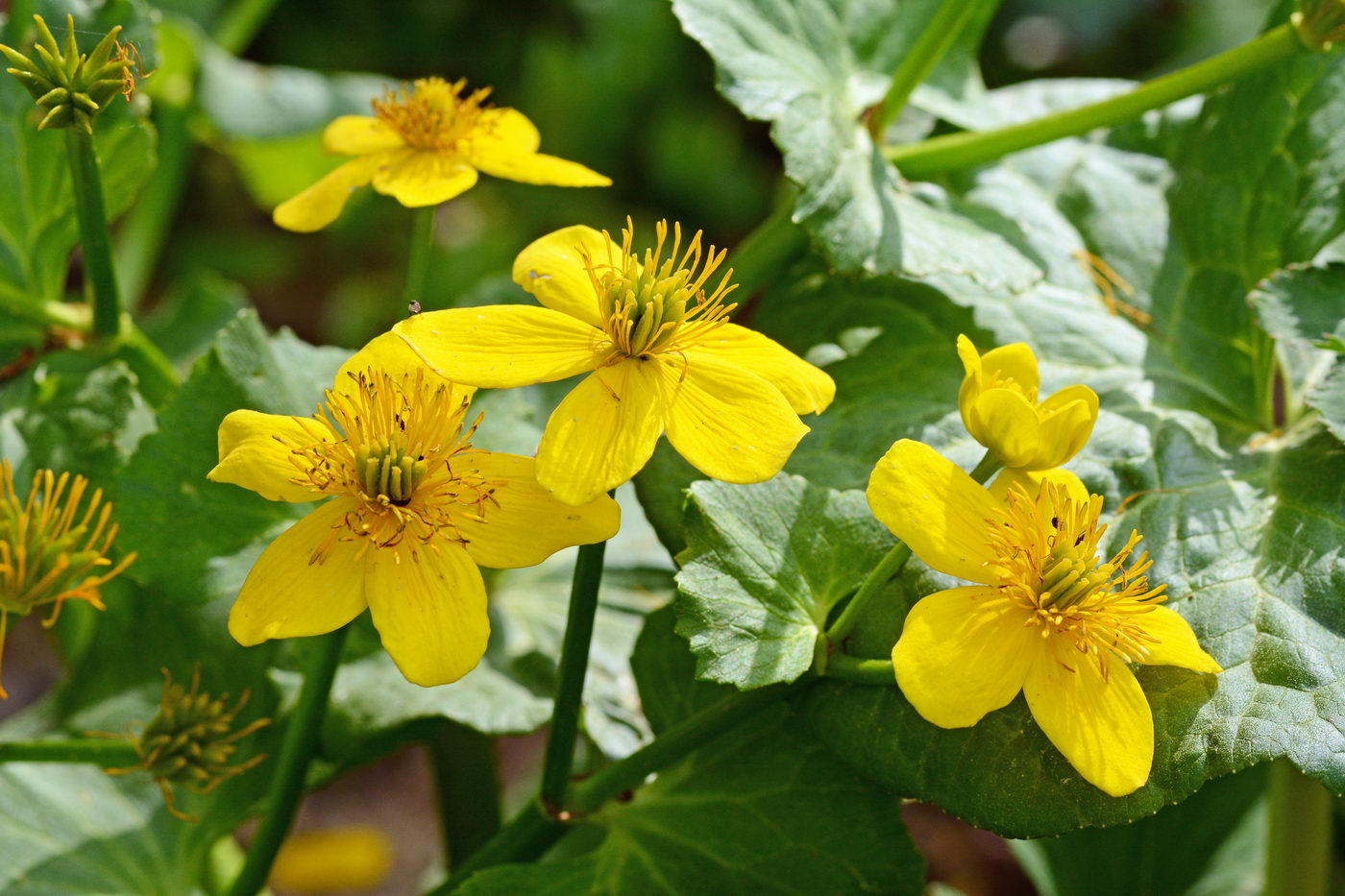 Изображение особи Caltha palustris.