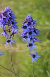 Delphinium elatum