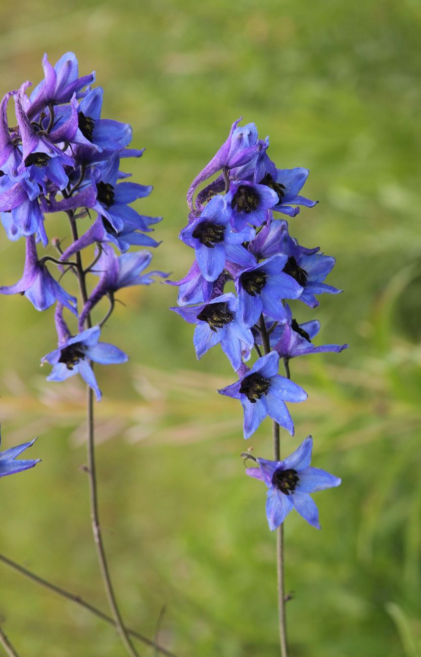 Image of Delphinium elatum specimen.