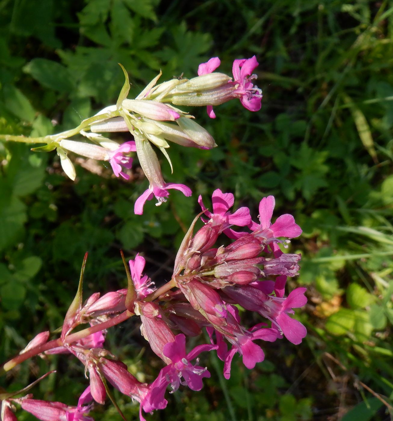 Изображение особи Viscaria vulgaris.