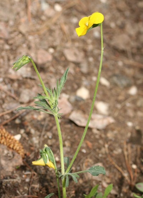 Изображение особи Viola orbelica.