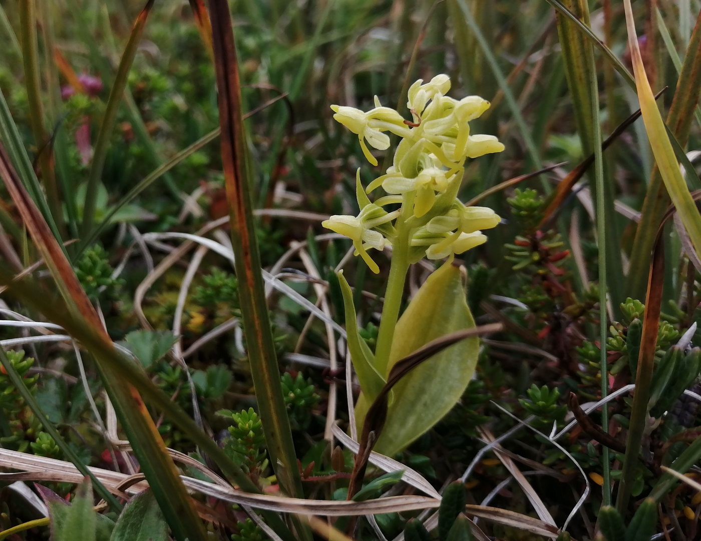 Image of Platanthera tipuloides specimen.