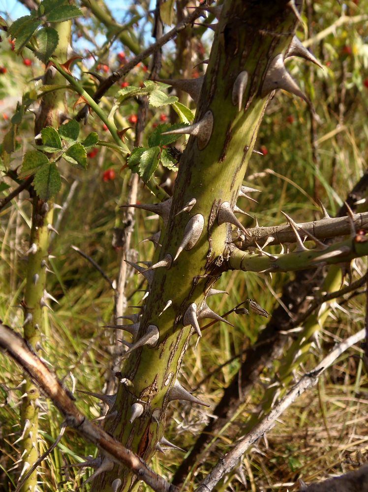 Image of Rosa rubiginosa specimen.