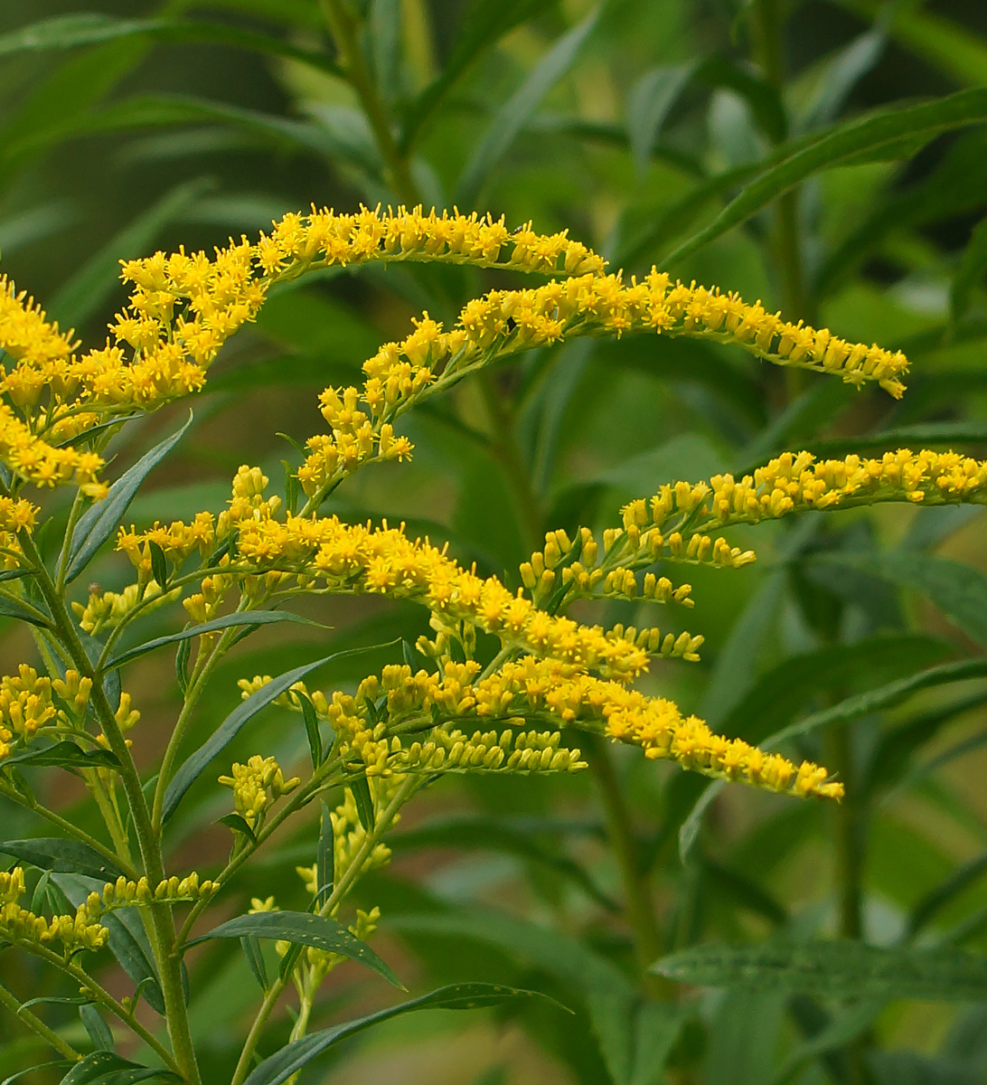 Image of Solidago canadensis specimen.