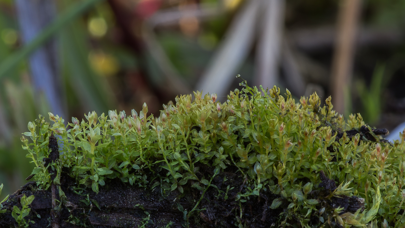 Image of genus Bryum specimen.