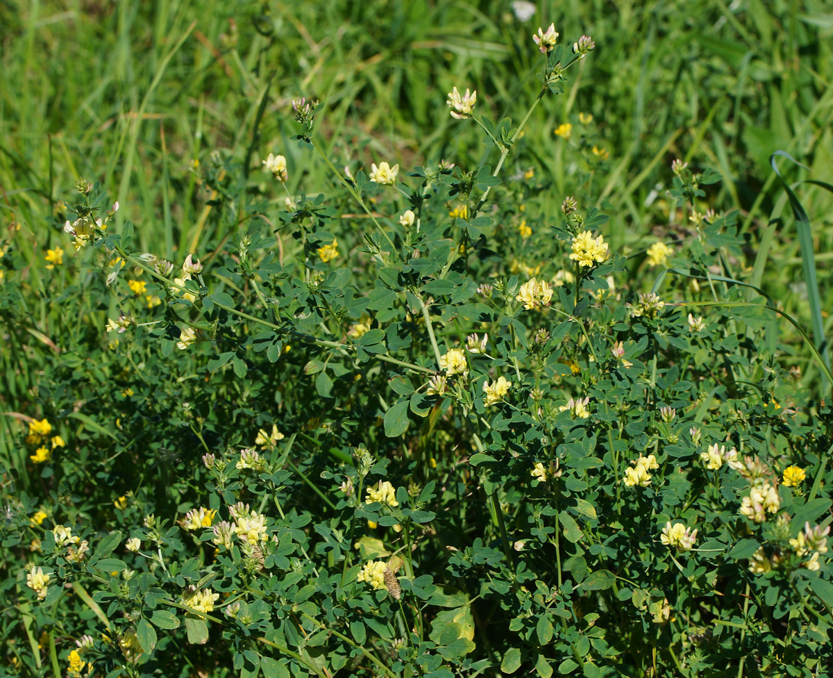 Image of Medicago × varia specimen.