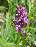 Dactylorhiza incarnata. Верхушка цветущего растения. Иркутская обл., Иркутский р-н, р. Иркут, о. Беляева, луг. 13.06.2020.