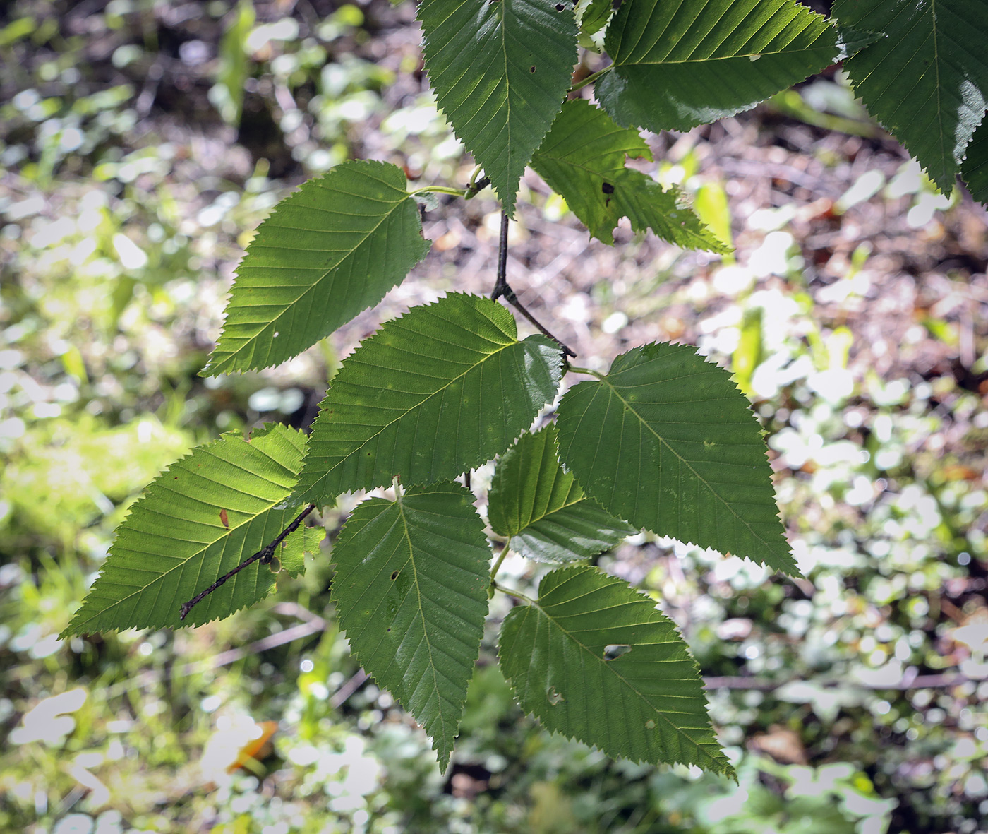 Image of Betula lenta specimen.