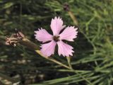 Dianthus ciliatus subspecies dalmaticus. Цветок, поражённый головнёвым грибом. Хорватия, Дубровник, гора Srd, травянистый склон с одиночными кустарниками. 28 августа 2010 г.