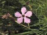 Dianthus ciliatus ssp. dalmaticus