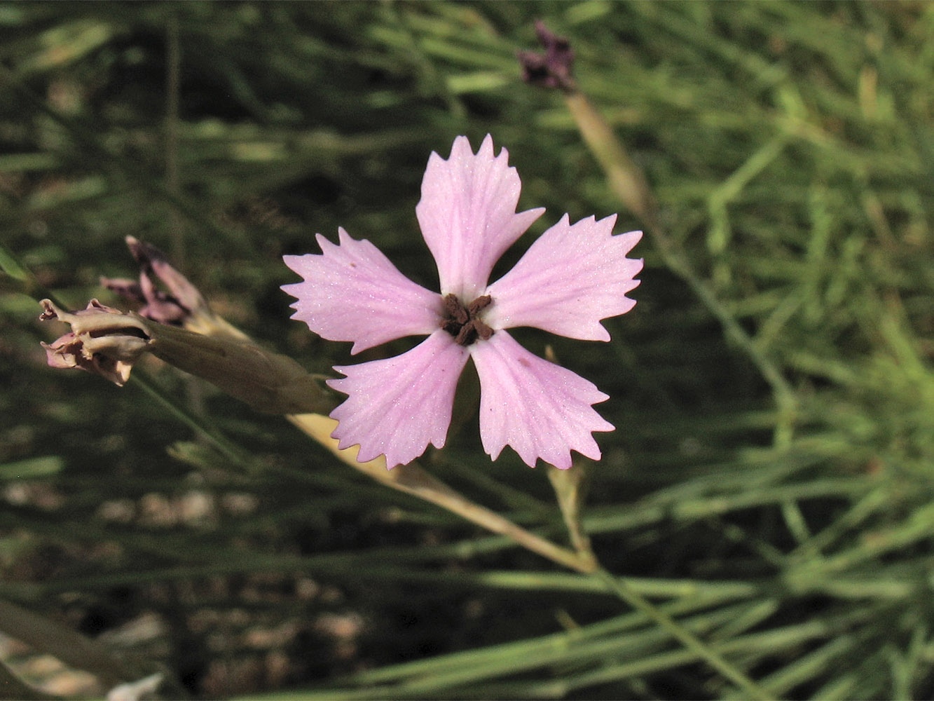 Image of Dianthus ciliatus ssp. dalmaticus specimen.