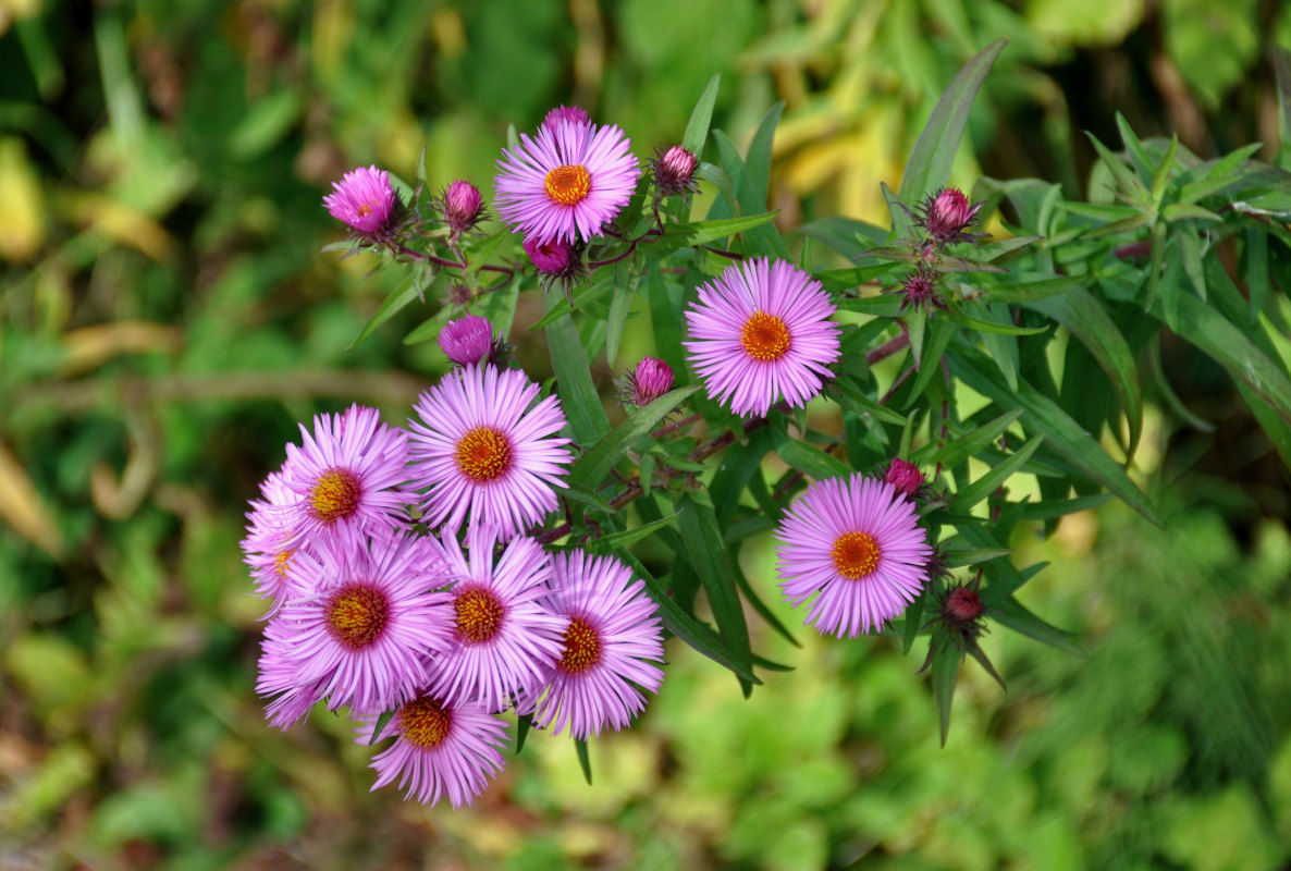 Изображение особи Symphyotrichum novae-angliae.