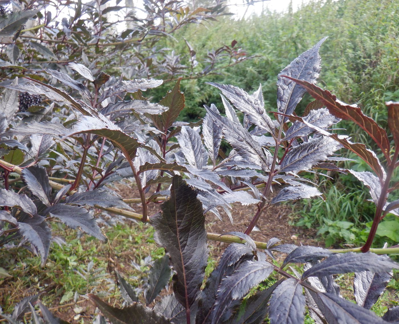 Image of Sambucus nigra specimen.