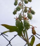 Reseda odorata