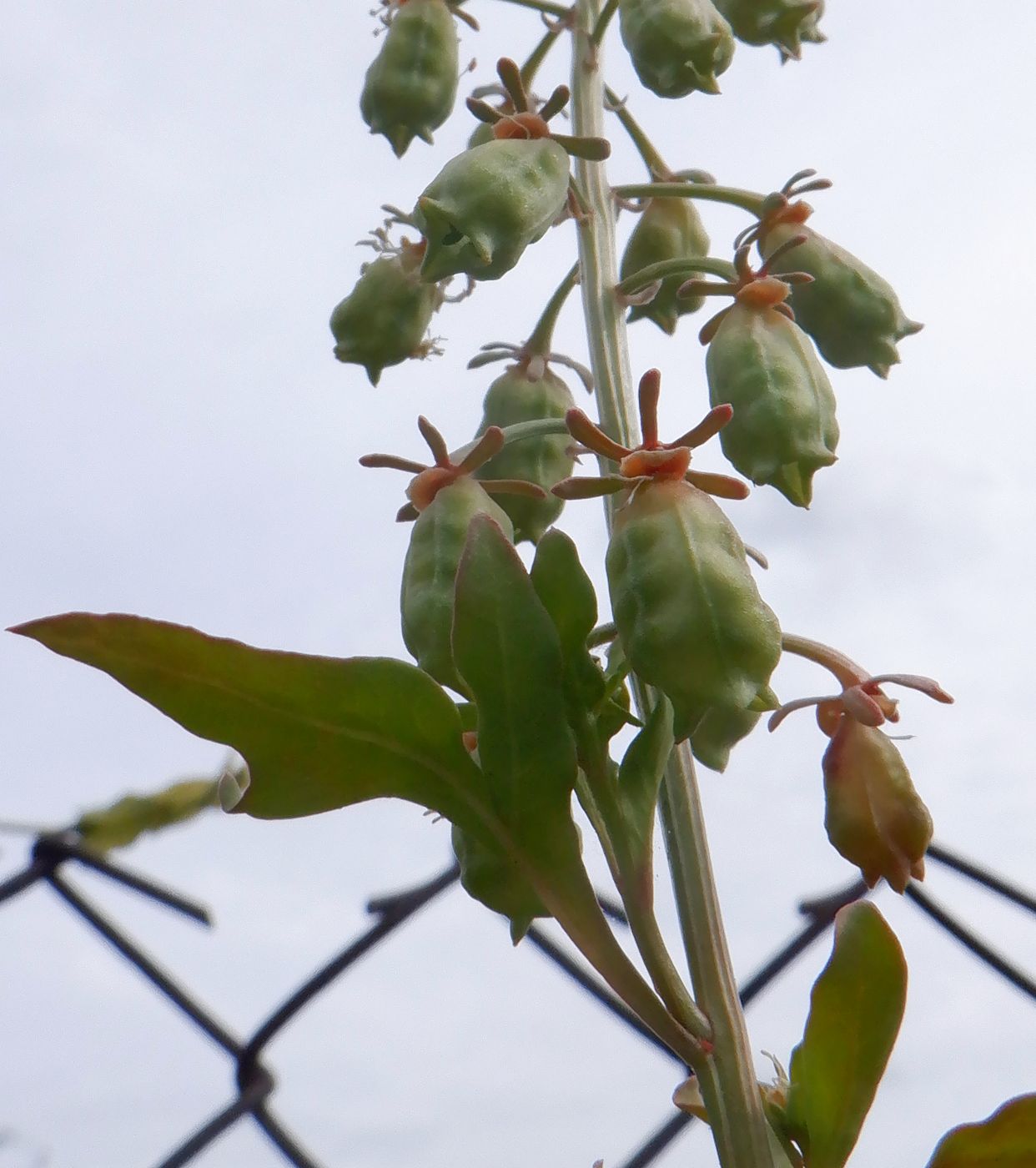 Image of Reseda odorata specimen.