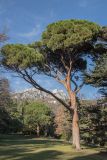 Pinus pinea