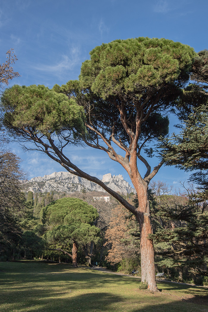 Изображение особи Pinus pinea.