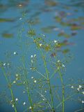 Alisma plantago-aquatica. Соцветия. Челябинская обл., Кыштымский гор. округ, Каолиновый карьер, в воде у берега. 24.07.2020.