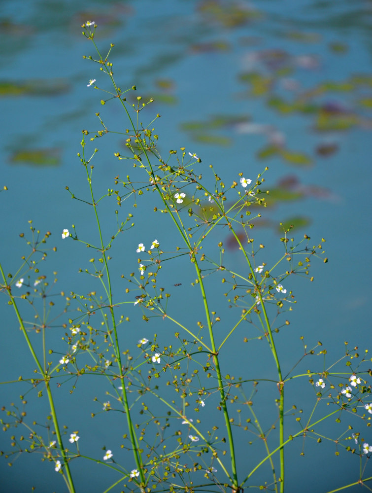 Image of Alisma plantago-aquatica specimen.