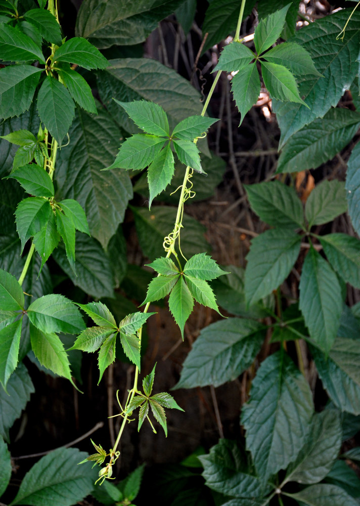 Изображение особи Parthenocissus quinquefolia.