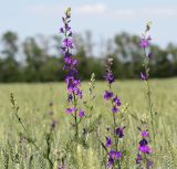 Delphinium ajacis