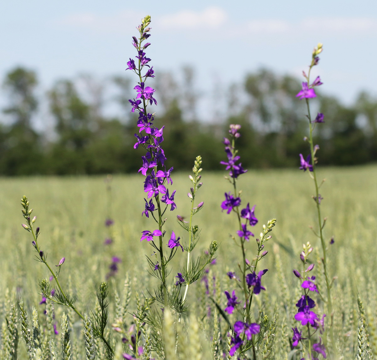 Изображение особи Delphinium ajacis.