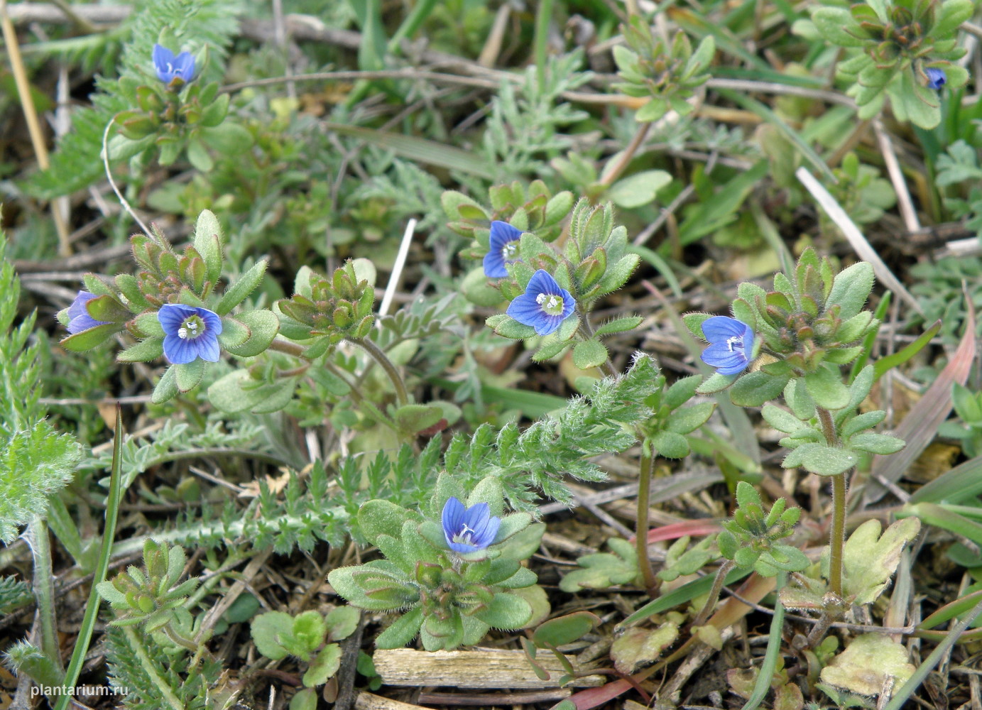 Изображение особи Veronica triphyllos.