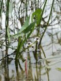 Sagittaria sagittifolia