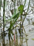 Sagittaria sagittifolia. Цветущее растение в зарослях Equisetum fluviatile на прибрежном мелководье. Белоруссия, Витебская обл., оз. Сурмино. 21.06.2010.