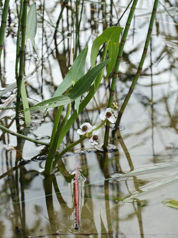 Image of Sagittaria sagittifolia specimen.