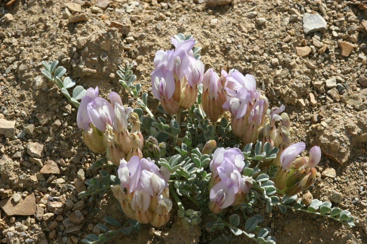 Image of Astragalus admirabilus specimen.