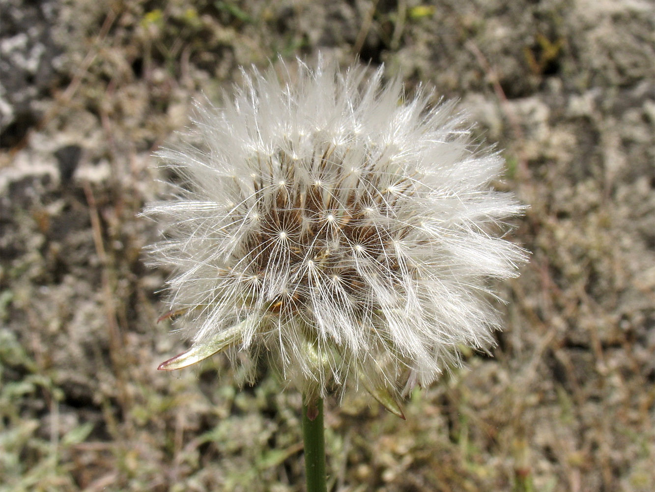 Image of Urospermum picroides specimen.