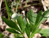 Anemone sylvestris