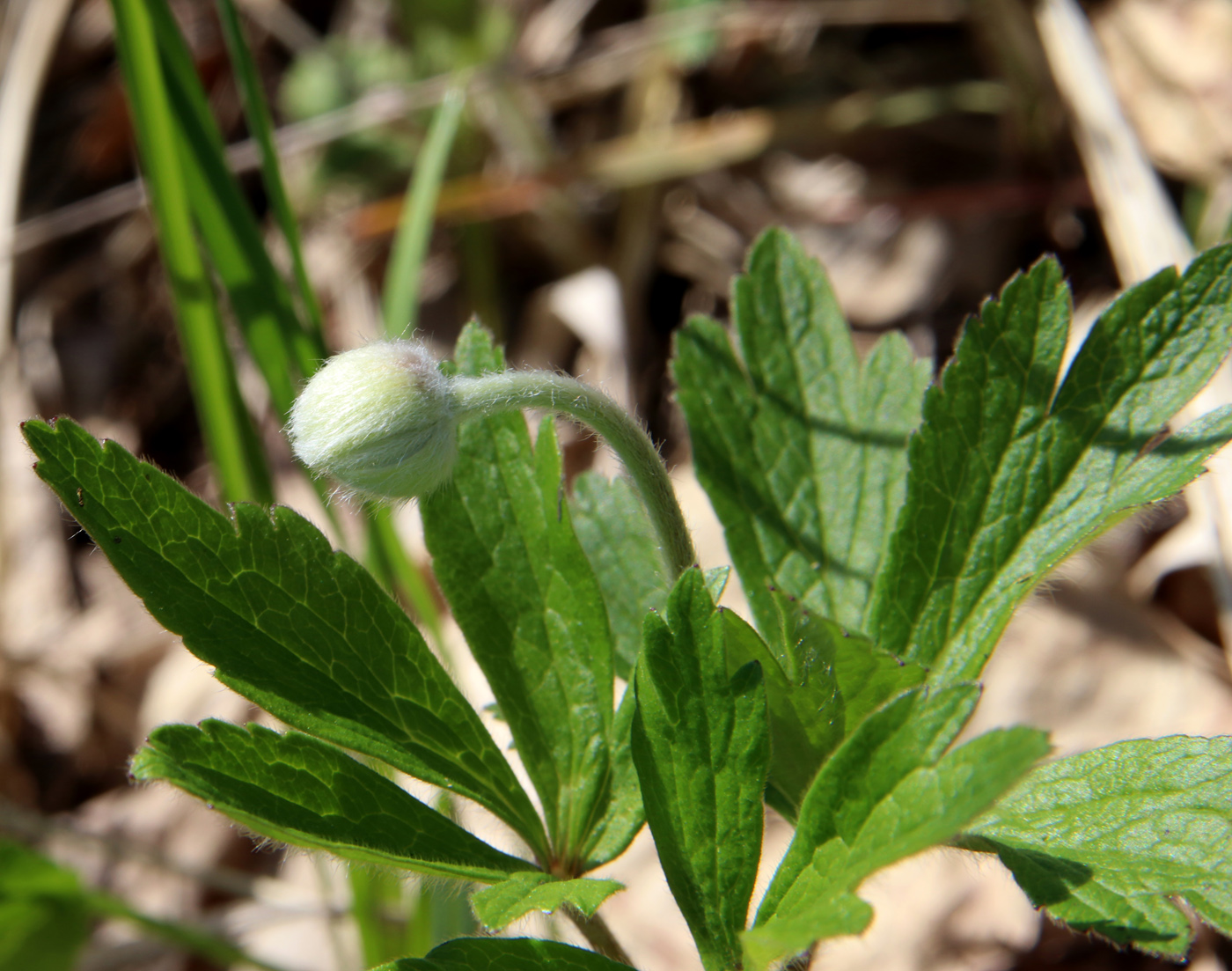 Изображение особи Anemone sylvestris.