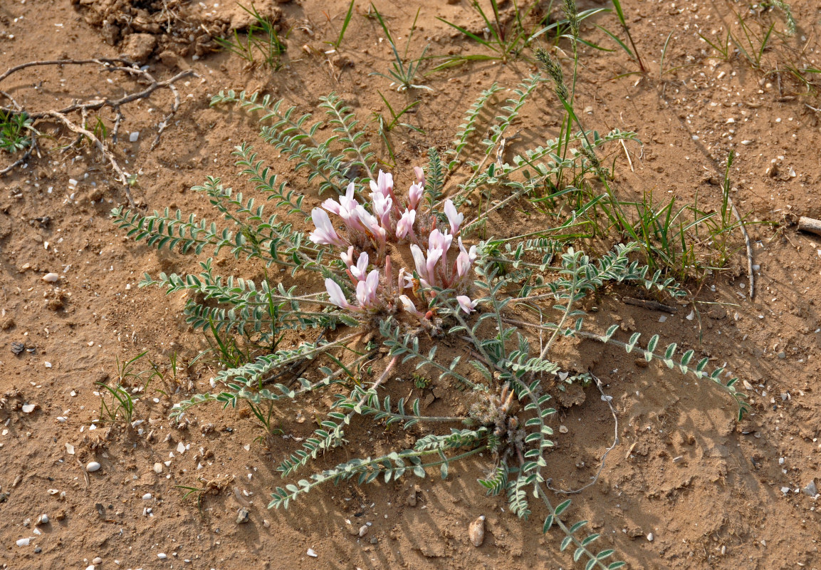 Image of Astragalus dolichophyllus specimen.