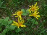 Scorzonera radiata
