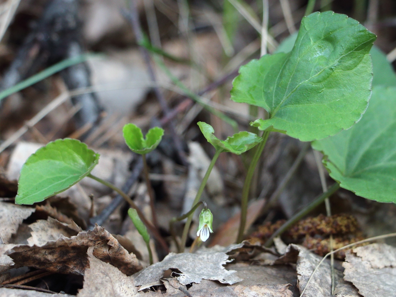 Изображение особи Viola brachyceras.