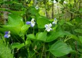 Viola reichenbachiana