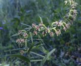 Epipactis helleborine. Соцветие. Пермский край, Кунгурский р-н, ур. Подкаменная гора, разнотравный луг. 10.07.2021.