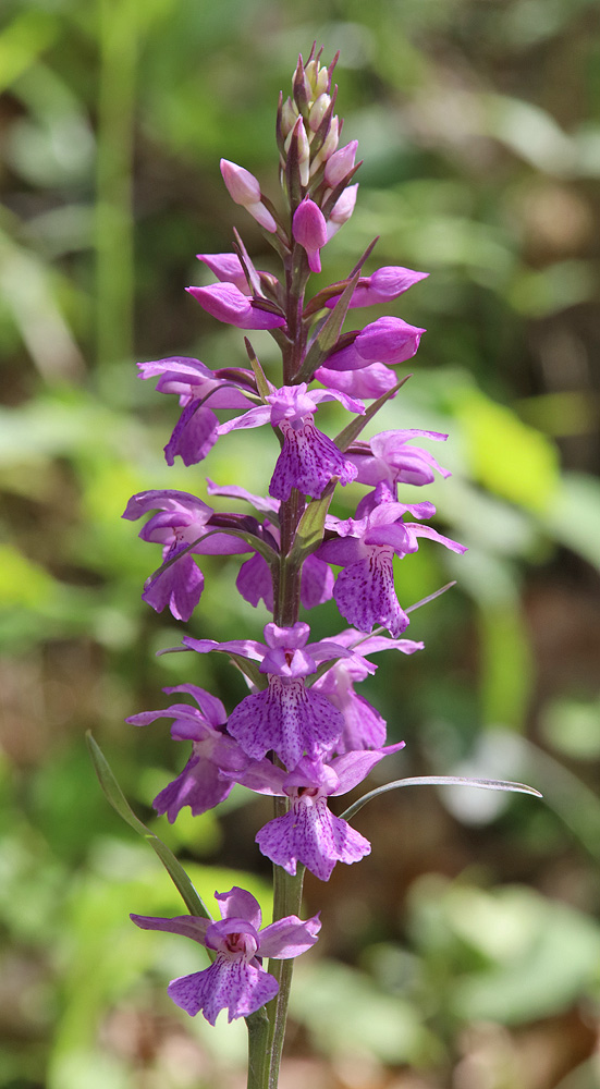 Изображение особи Dactylorhiza saccifera.