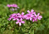 Phlox subulata