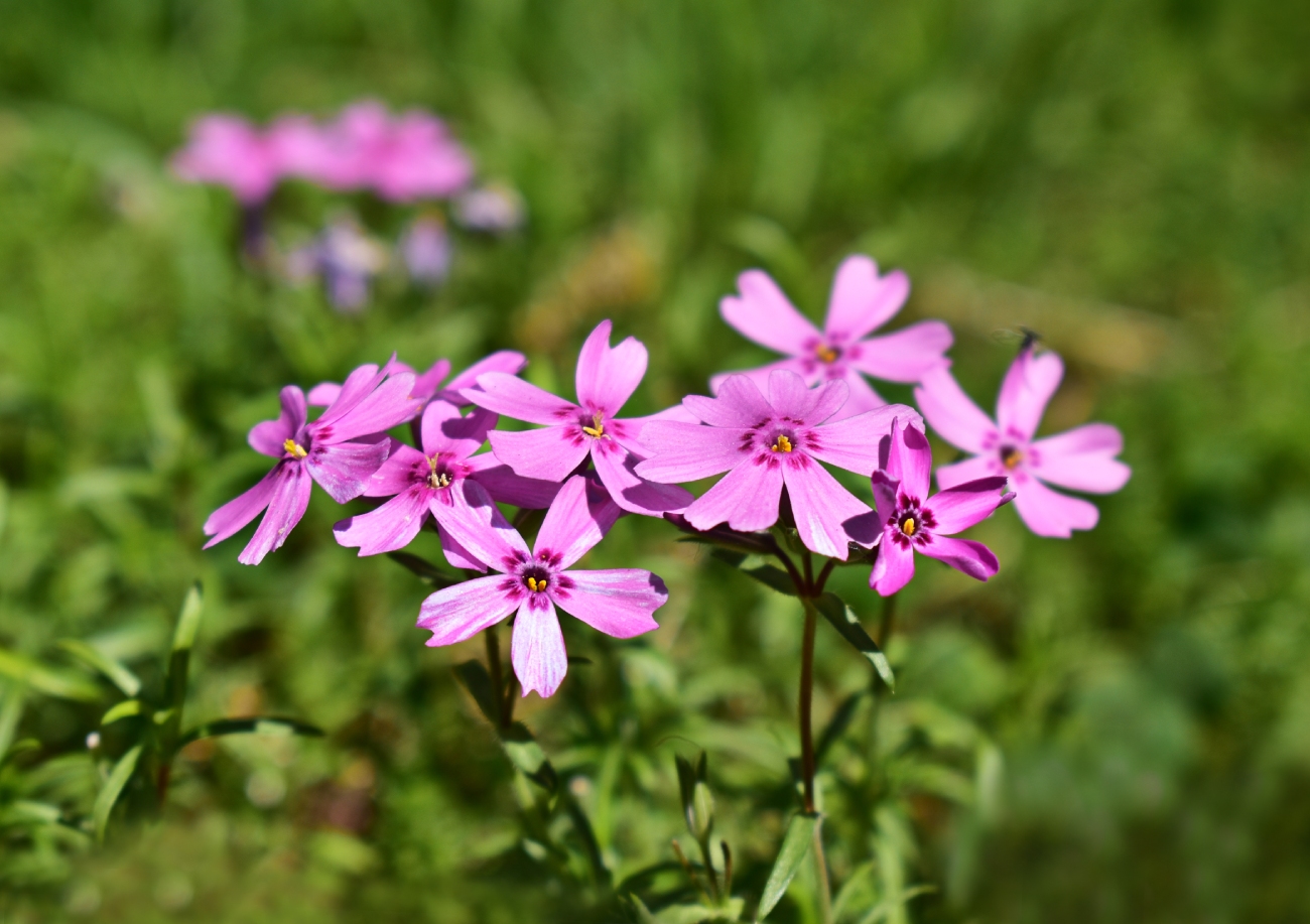 Изображение особи Phlox subulata.