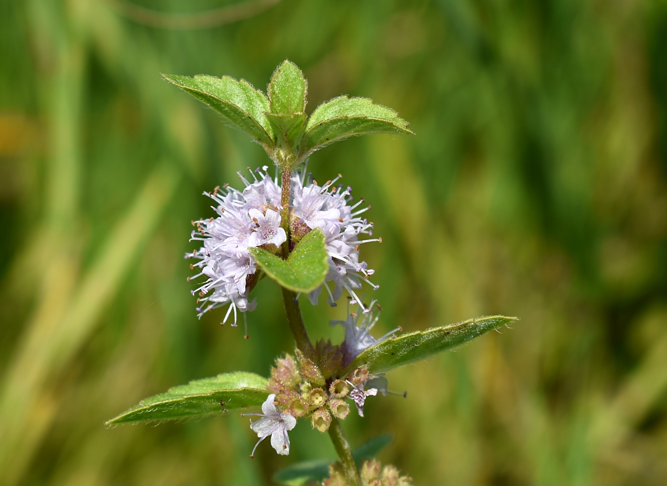 Image of Mentha arvensis specimen.