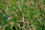 Carex laevissima