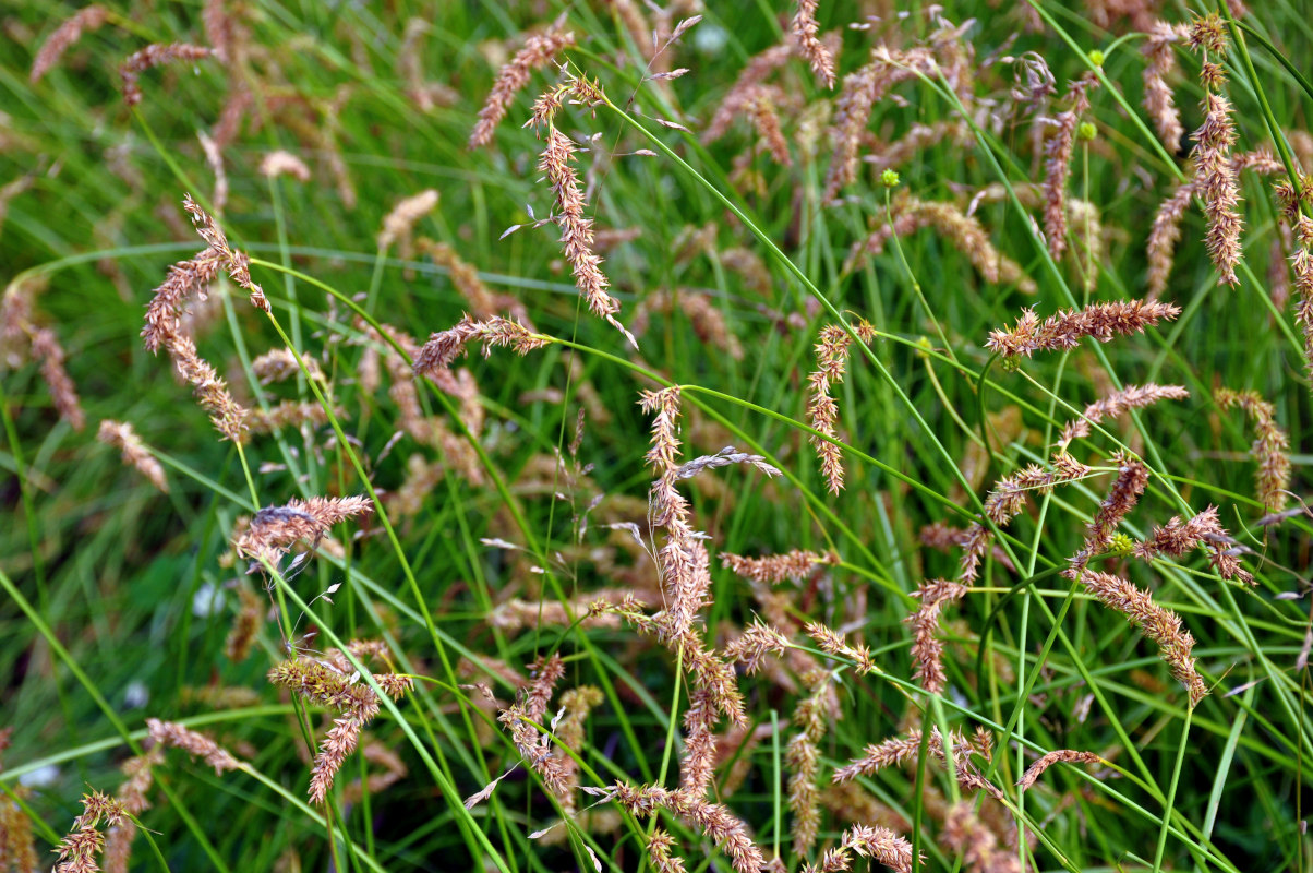 Изображение особи Carex laevissima.