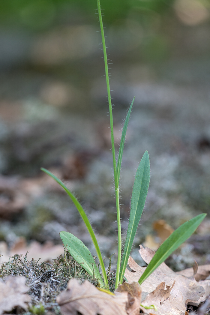 Image of Pilosella bauhini specimen.