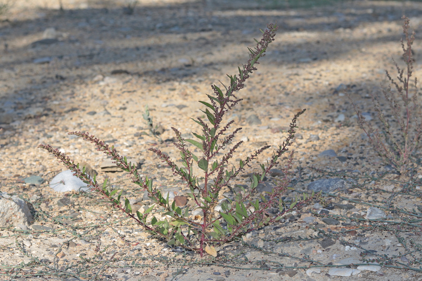 Изображение особи Lipandra polysperma.