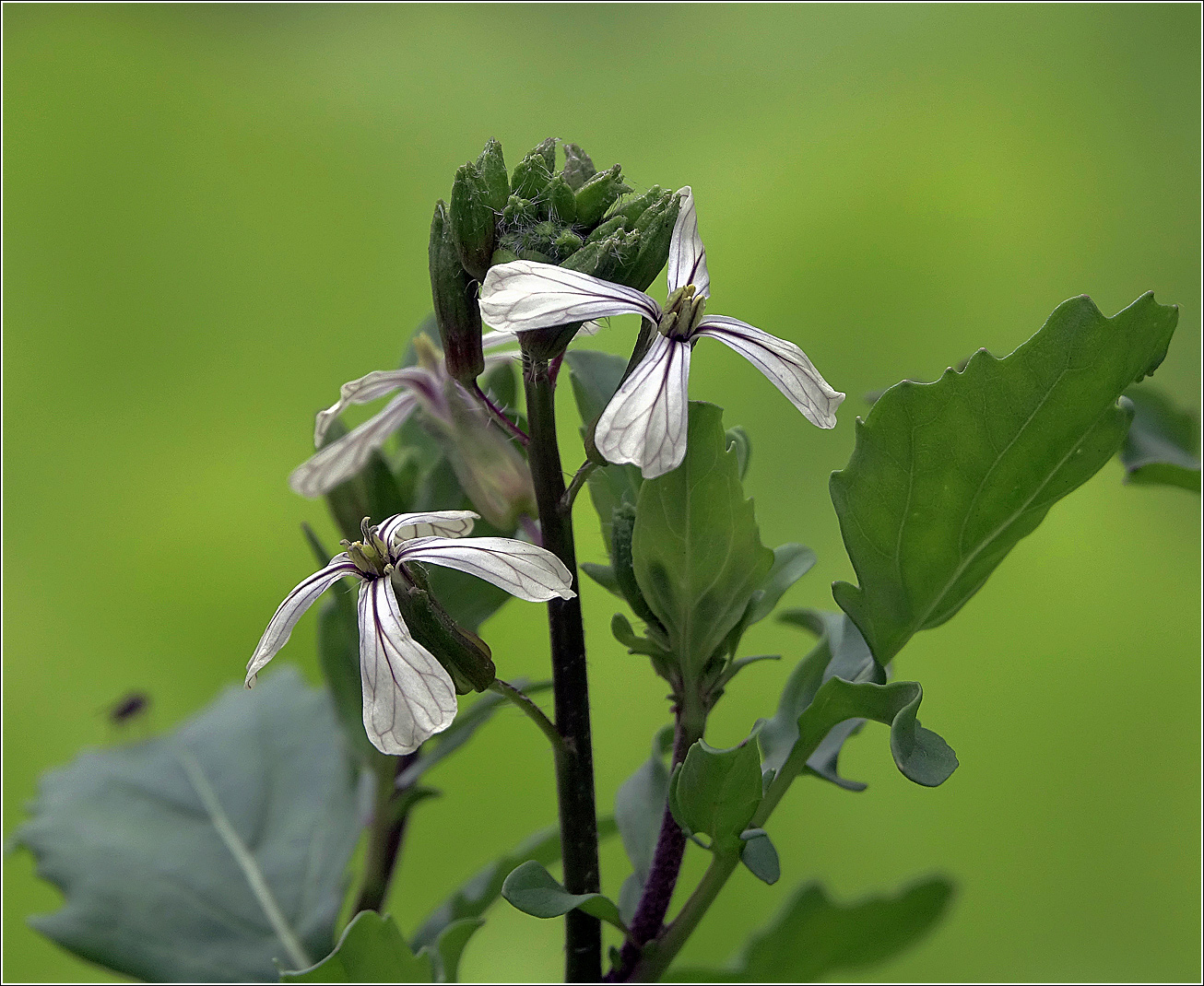 Изображение особи Eruca sativa.